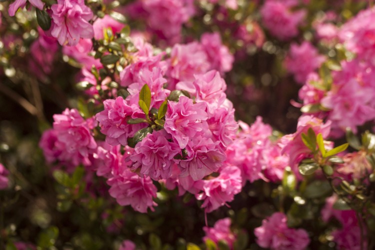 Rhododendron obt.'Marinja'  -R-, Japanische Azalee reinrosa gefüllt