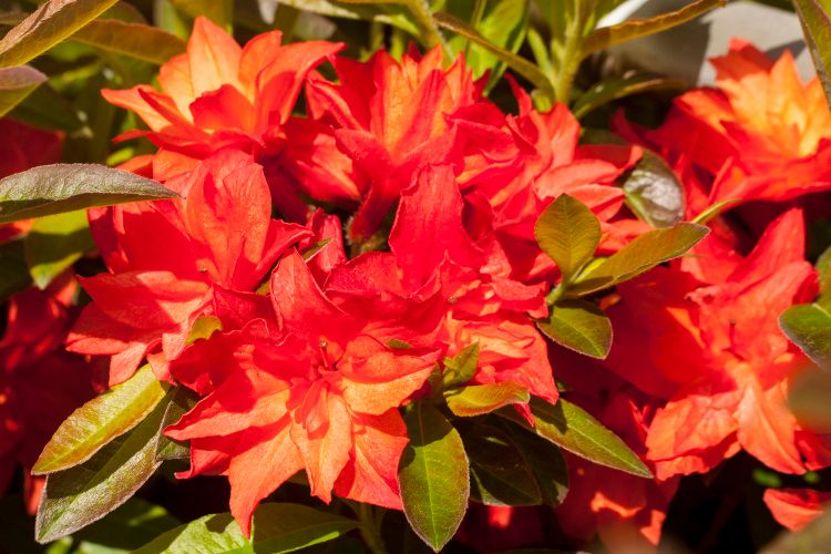 Rhododendron mixtum 'Feuerköpfchen', Azalee, kugelige Blüte, gelborange/apricot