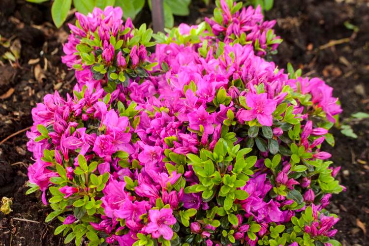 Rhododendron obt.'Änne', Japanische Azalee, violett