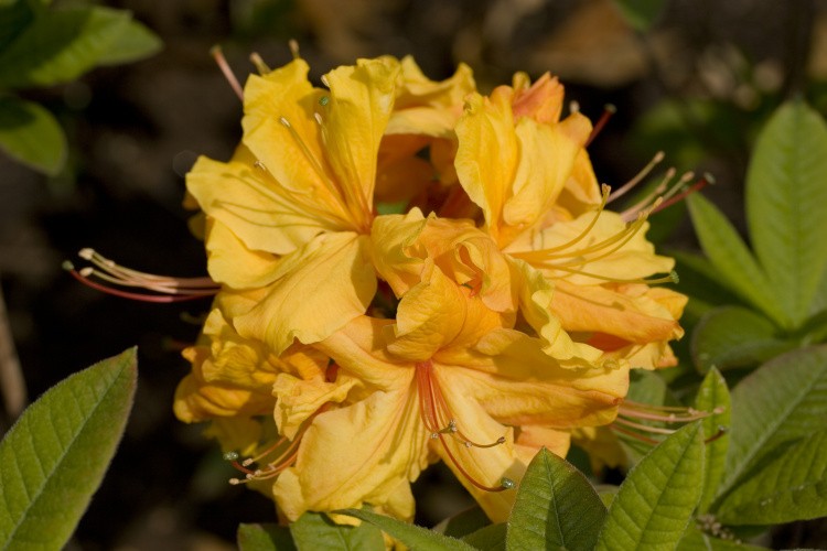Rhododendron lut.'Sunte Nectarine', Sommergrüne Azalee goldgelb leicht orange