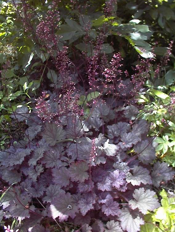 Heuchera micrantha 'Frosted Violet'   -R-, Kleinblütiges Garten-Silberglöckchen