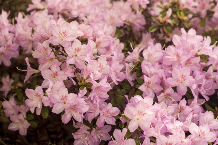 Rhododendron obt.'Neglige'  -R-, Japanische Azalee hellrosa kompakt