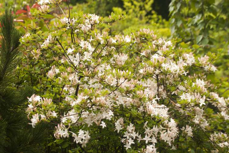 Rhododendron viscosum 'Sommerduft', Rhododendron viscosum duftend weiß
