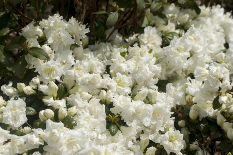 Rhododendron obt.'Eisprinzessin'  -R-, Japanische Azalee weiß gefüllt