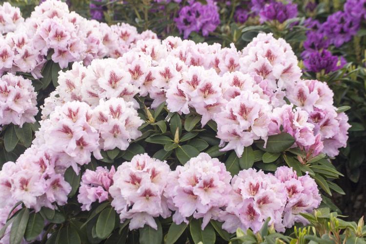 Rhododendron Hybr.'Progres', Rhododendron-Hybride 'Progres'