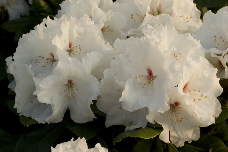 Rhododendron Hybr.'Schneespiegel'  -S-, Rhododendron-Hybride 'Schneespiegel'  weiß