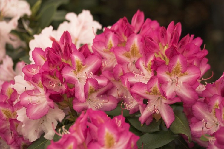 Rhododendron Hybr.'Campanile', Rhododendron-Hybride 'Campanile'