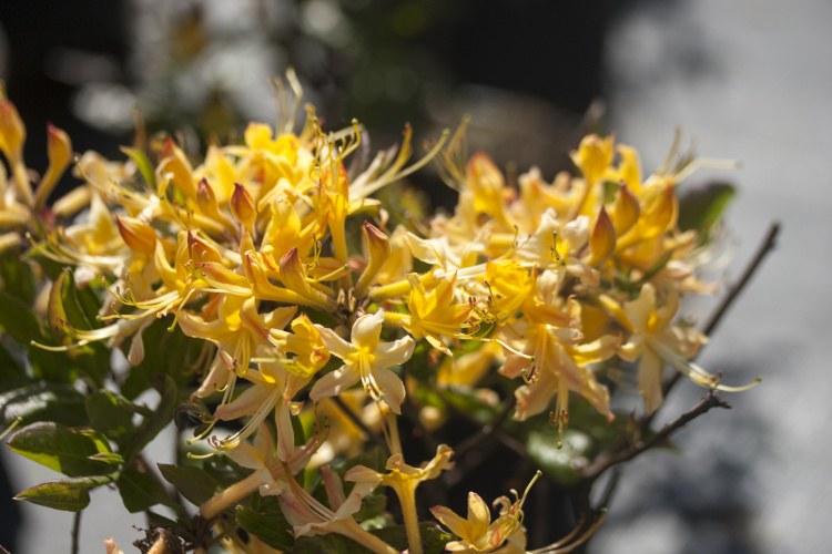 Rhododendron austrinum, Sommergrüne Azalee, gelb, duftend