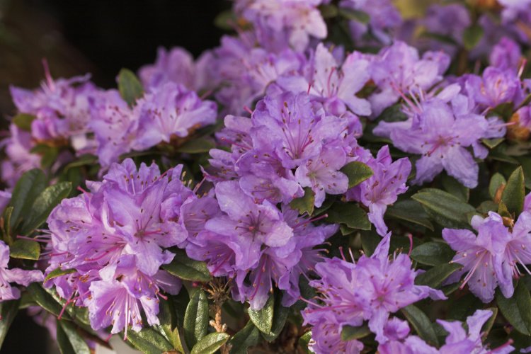 Rhododendron impeditum 'Moerheim', Kleinblättr.Rhododendron lila