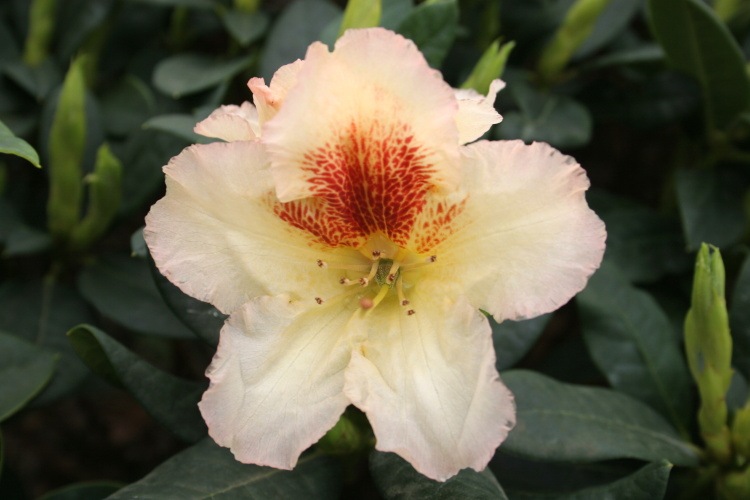 Rhododendron Hybr.'Marylou', Rhododendron-Hybride gelb bis creme