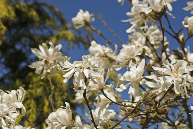 Magnolia stellata 'Royal Star', Sternmagnolie 'Royal Star', weiß