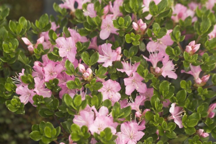 Rhododendron obt.'Betty Muir', Japanische Azalee 'Betty Muir'