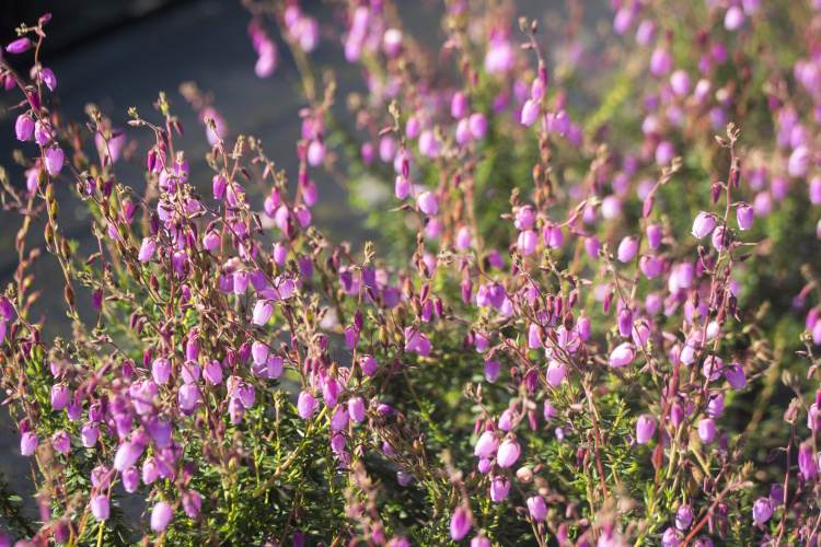 Daboecia cantabrica 'Globosa Pink', Irische Heide 'Globosa Pink'