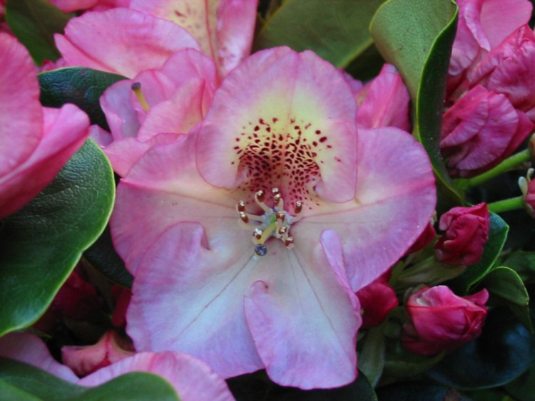 Rhododendron Hybr.'Felicitas', Rhododendron-Hybride 'Felicitas' rosa