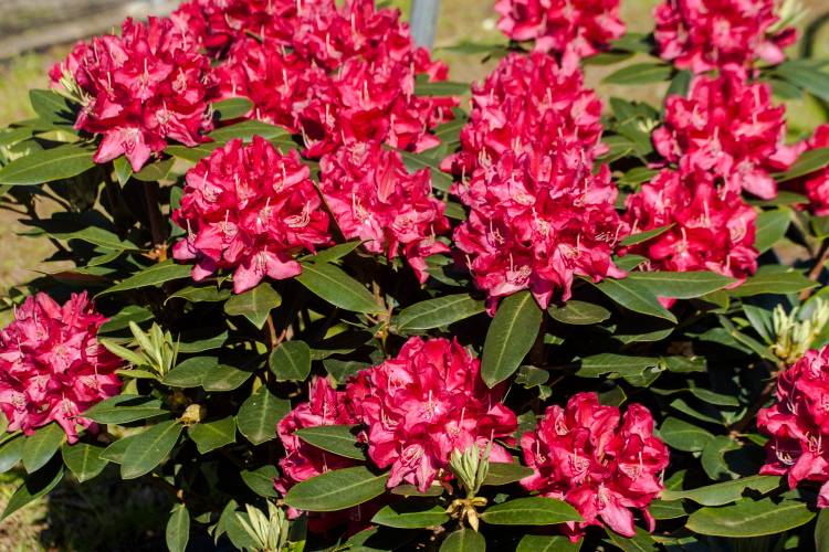 Rhododendron Hybr.'Karl Naue', Rhododendron-Hybride 'Karl Naue' rot