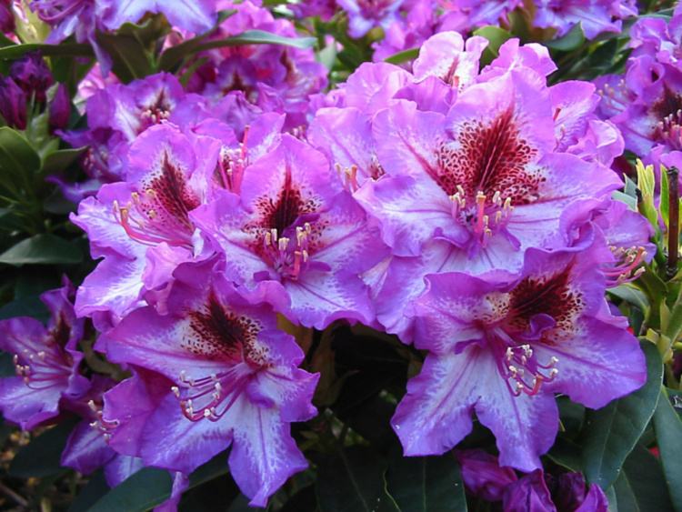 Rhododendron Hybr.'Sternschnuppe', Rhododendron-Hybride 'Sternschnuppe'