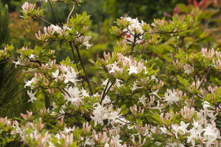 Rhododendron viscosum 'Sommerduft', Rhododendron viscosum duftend weiß