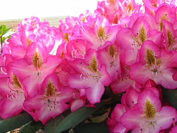 Rhododendron Hybr.'Campanile', Rhododendron-Hybride 'Campanile'
