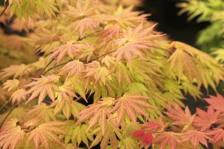 Acer shirasawanum 'Autumn Moon', Japanischer Goldahorn 'Autumn Moon' gelb