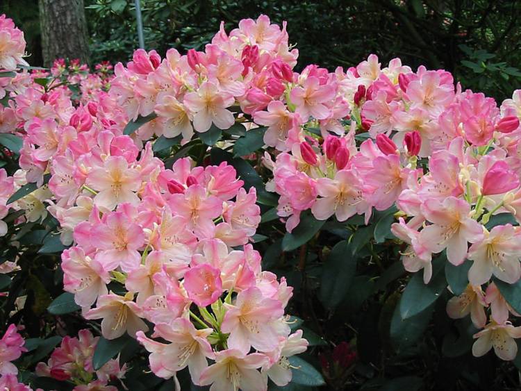 Rhododendron yak.'Percy Wiseman', Yaku-Rhododendron lachsrosa bis hellgelb