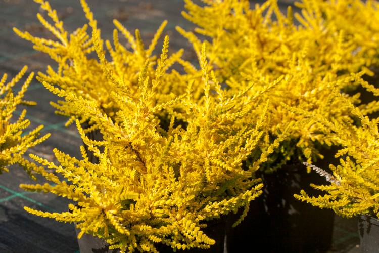 Calluna vulgaris 'Hannover', Sommerheide gelb laubig