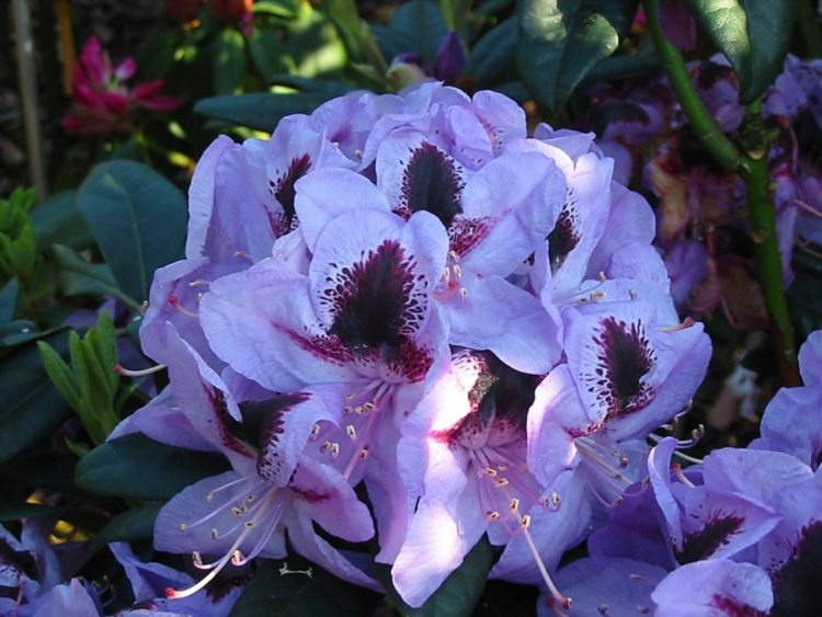 Rhododendron Hybr.'Metallica', Rhododendron-Hybride 'Metallica'