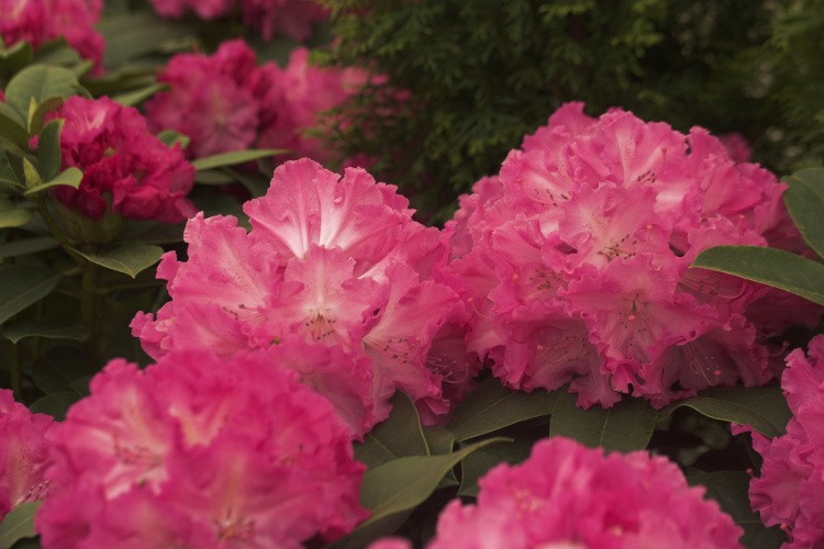 Rhododendron Hybr.'Germania'  -R-, Rhododendron-Hybride 'Germania'  -R- pink