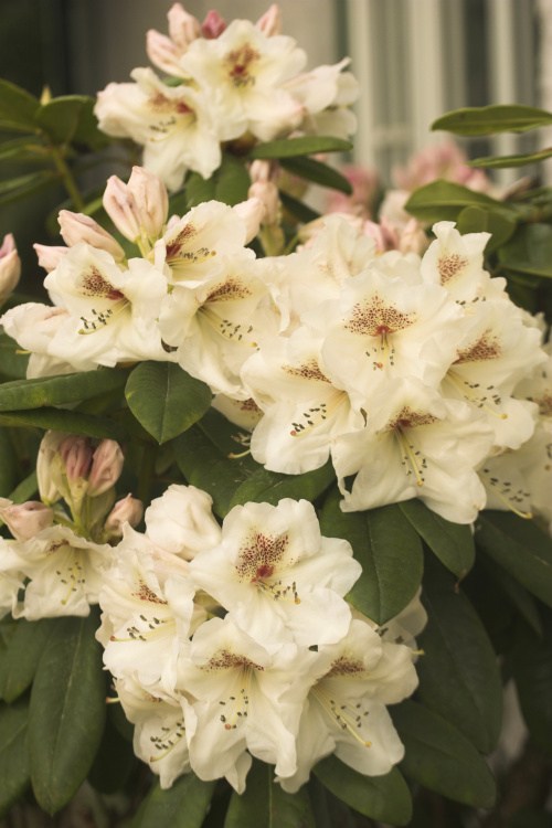 Rhododendron Hybr.'Maharani', Rhododendron-Hybride 'Maharani' cremegelb