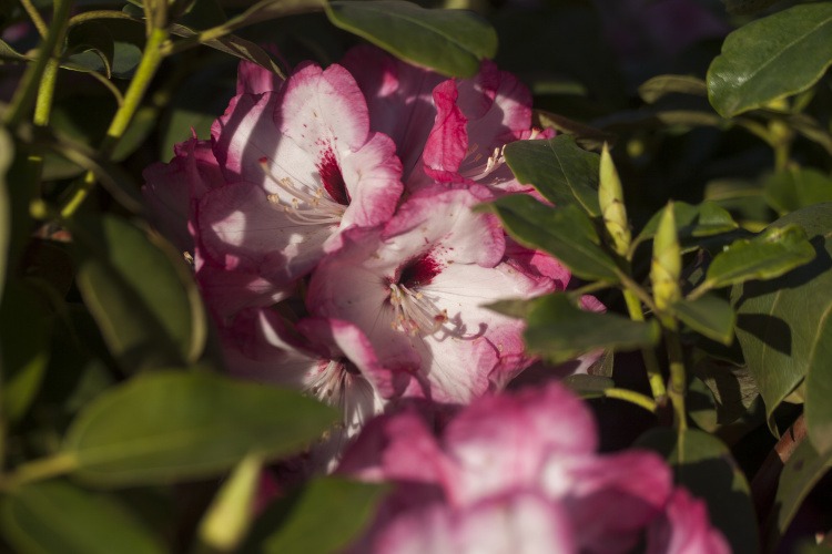 Rhododendron Hybr.'Bordüre', Rhododendron-Hybride rosa mit rotem Fleck