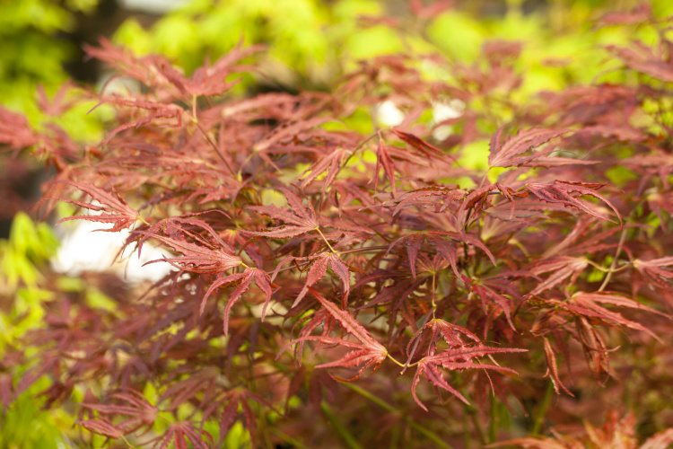 Acer palmatum 'Mikazuki', Fächerahorn 'Mikazuki' bunt