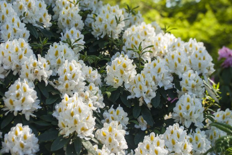 Rhododendron Hybr.'Madame Masson', Rhododendron-Hybride weiß mit Fleck