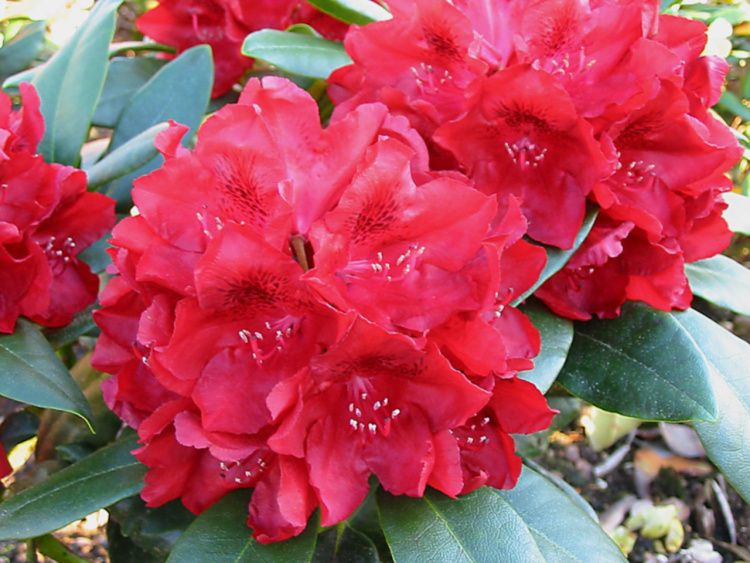 Rhododendron Hybr.'Cherry Kiss'  -R-, Rhododendron-Hybride rot
