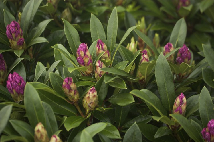 Rhododendron Hybr.'Pfauenauge'  -R-, Rhododendron-Hybride 'Pfauenauge'
