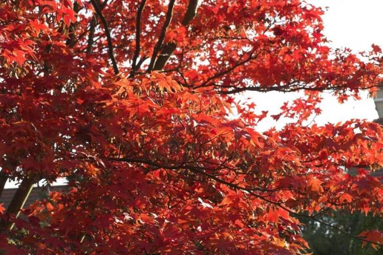 Acer palmatum 'Osakazuki', Fächerahorn grün, Herbstfärbung