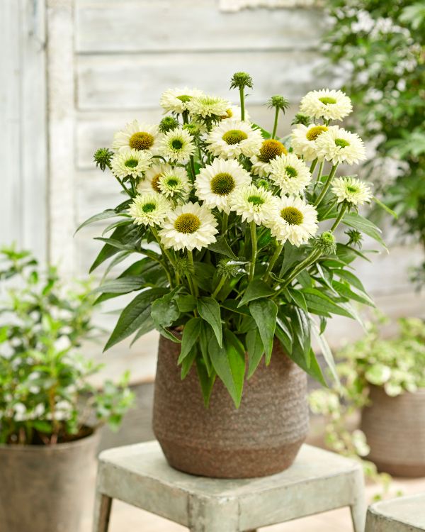 Echinacea 'SunSeekers White Perfection' ®, 