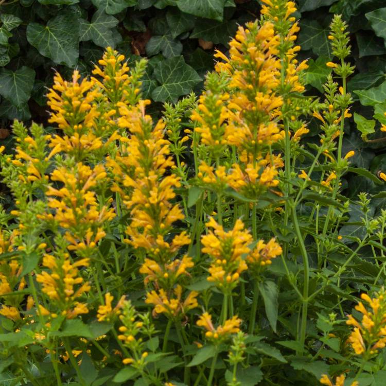 Agastache 'Kudos Yellow', gelbe duftende Blüten