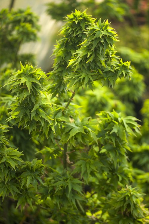 Acer palmatum 'Hupp's Dwarf', Fächerahorn grüner Zwerg