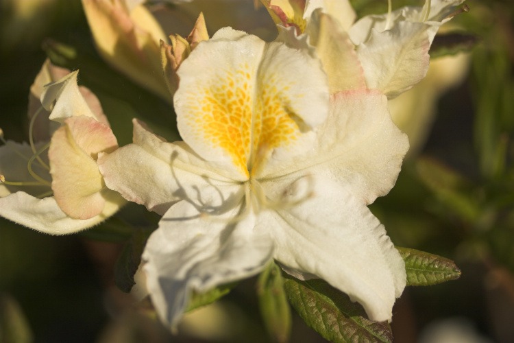 Rhododendron lut.'Schneegold', Sommergrüne Azalee weiß mit Fleck