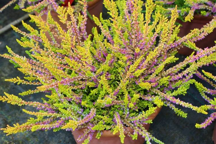 Calluna vulgaris 'Sir John Carrington', gelblaubige Heide, lila Blüte
