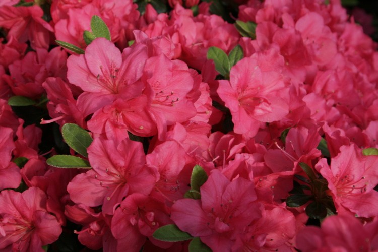 Rhododendron obt.'Canzonetta', Japanische Azalee karminrot
