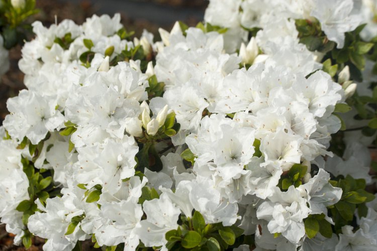Rhododendron obt.'Panda', Japanische Azalee weiß