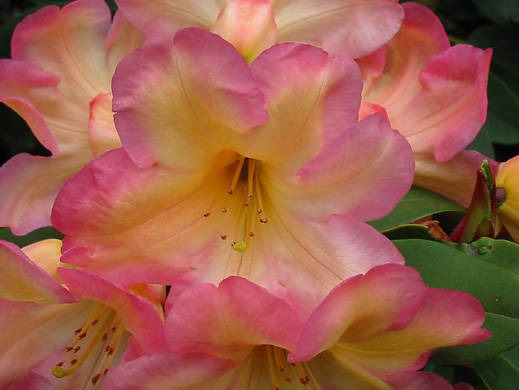 Rhododendron Hybr.'Santorina', Rhododendron-Hybride 'Santorina' gelb rose