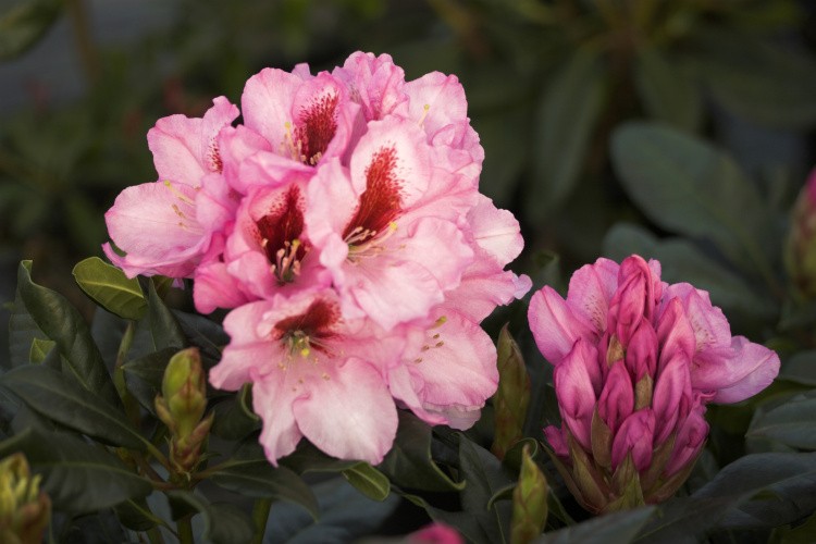Rhododendron Hybr.'Diadem', Rhododendron-Hybride rosa mit Fleck
