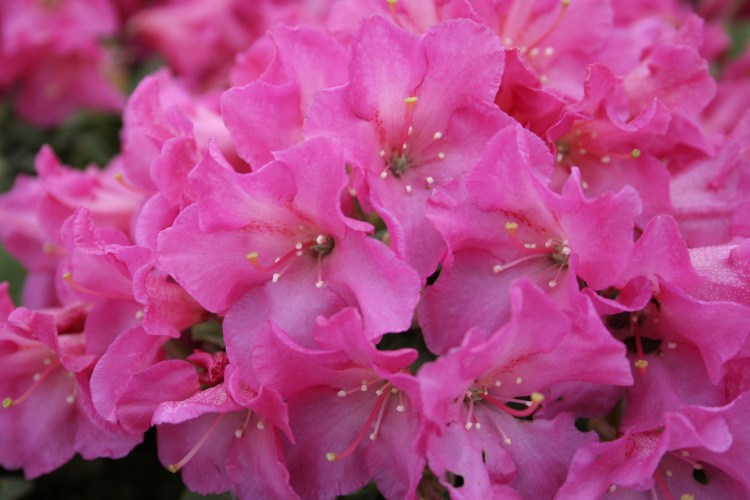 Rhododendron keiskei 'Oban', Rhododendron keiskei pink