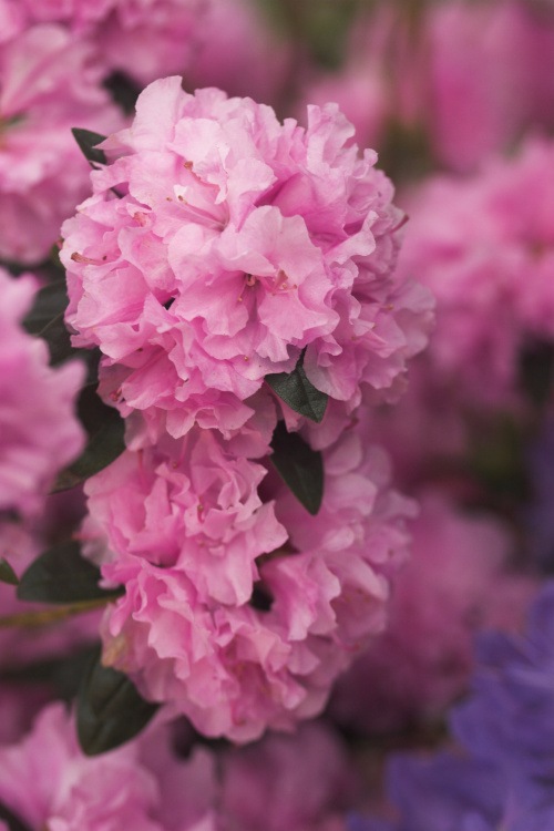 Rhododendron dauric.'Staccato', Rhododendron dauric.rosa gefüllt