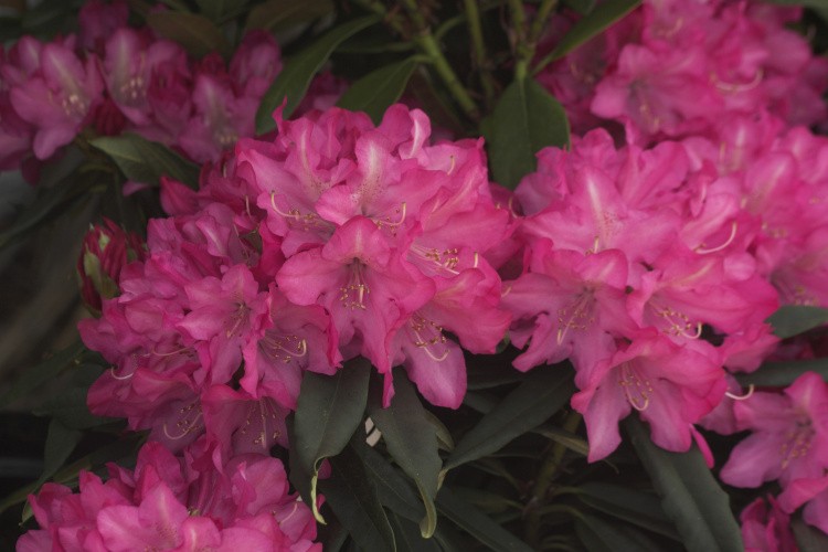 Rhododendron makinoi 'Rosa Perle', Rhododendron makinoi 'Rosa Perle' pink
