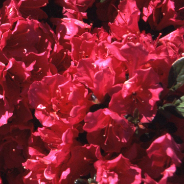 Rhododendron obt.'Canzonetta', Japanische Azalee karminrot
