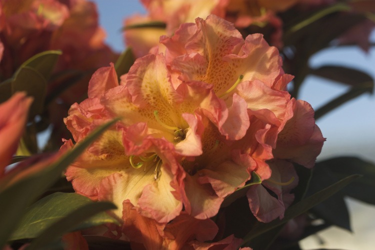 Rhododendron Hybr.'Orange Flirt', Rhododendron-Hybride 'Orange Flirt'