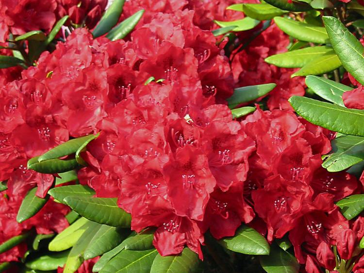 Rhododendron Hybr.'Busuki'  -R-, Rhododendron-Hybride 'Busuki'  -R- rot
