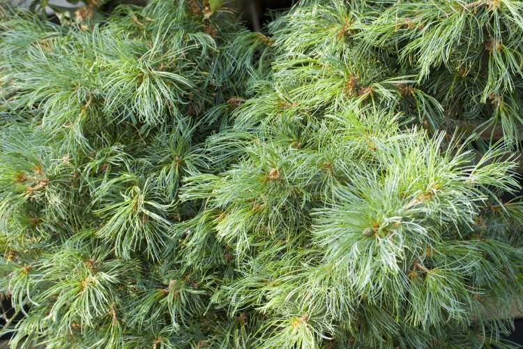 Pinus parviflora 'Schoon's Bonsai', blaue Mädchenkiefer 'Schoon's Bonsai'
